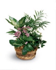 /images/ftd09white/C26-2943S^1lg.jpg French Garden